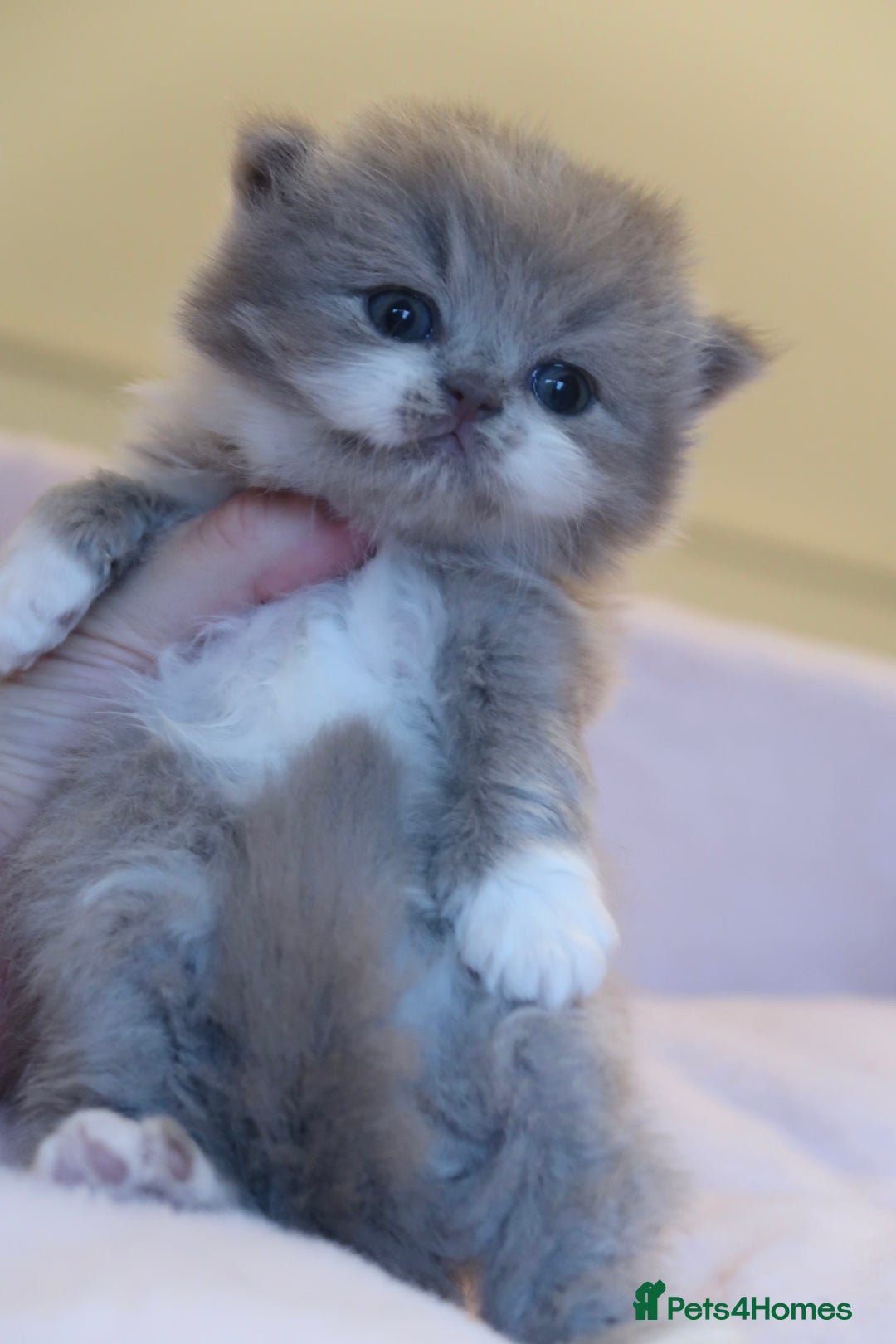 British Shorthair cats for sale: BSH/BLH Females TICA Reg  - Image 9