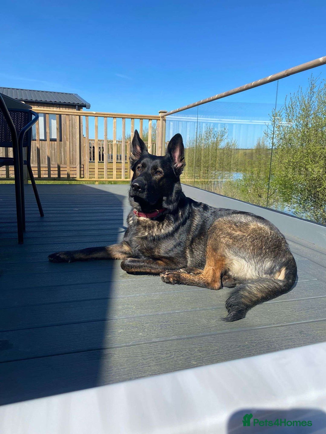 German Shepherd dogs for sale: Scout - Image 5