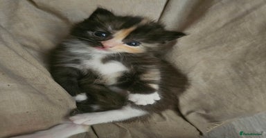 Ragdoll cats - Advert 4