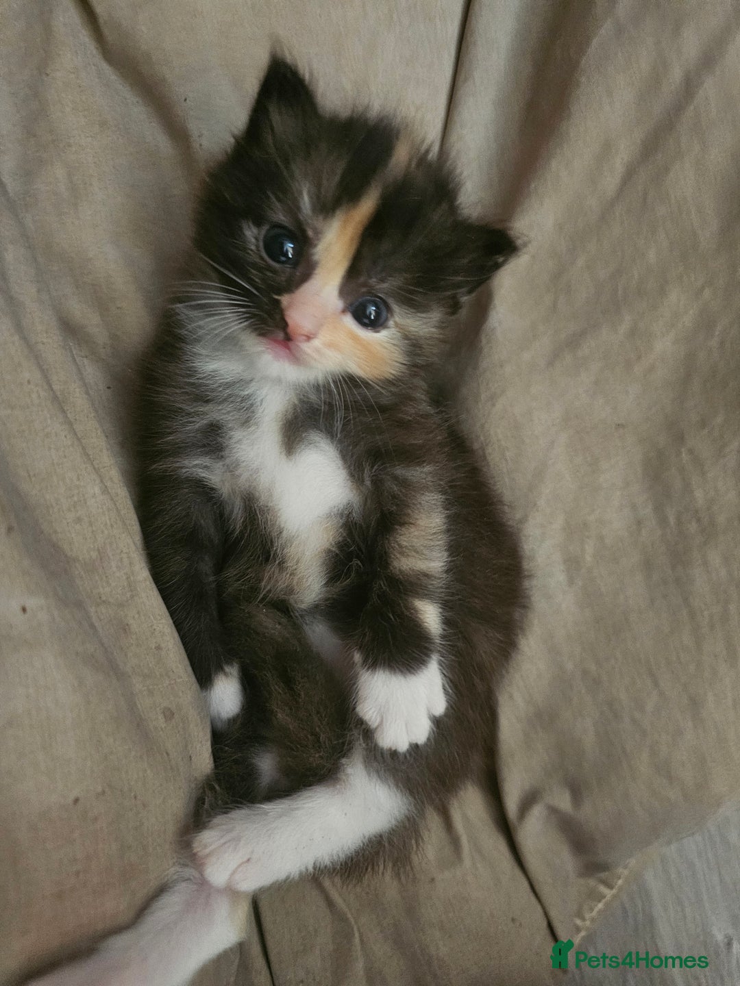 Ragdoll cats for sale: Stunning Half Ragdolls kittens - Image 7