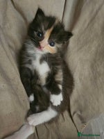 Ragdoll cats - Advert 4