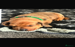 Dachshund dogs for sale: Beautiful dachshund puppies  - Image 6
