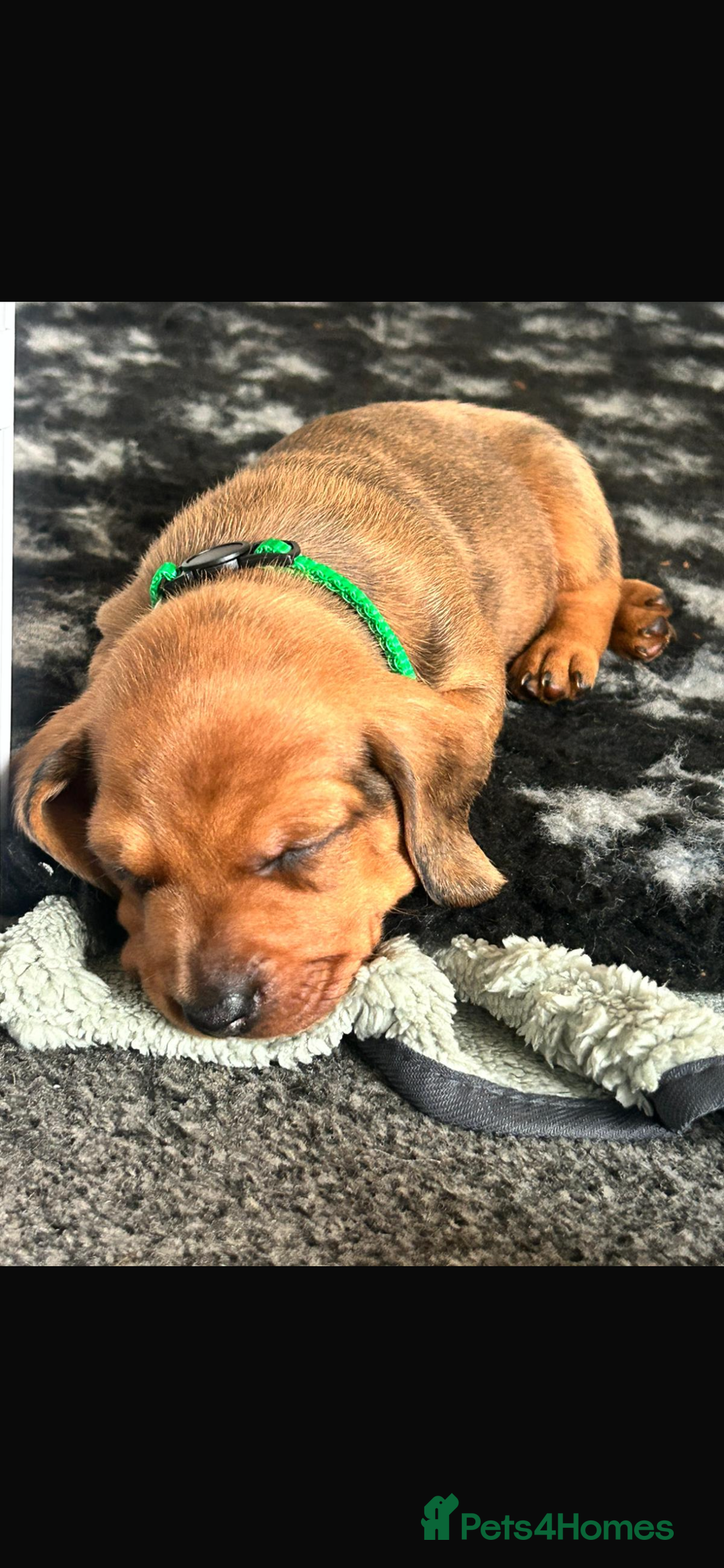 Dachshund dogs for sale: Beautiful dachshund puppies  - Image 6