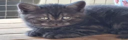 British Shorthair cats for sale: Black smoked tabby british shorthair - Advert 5