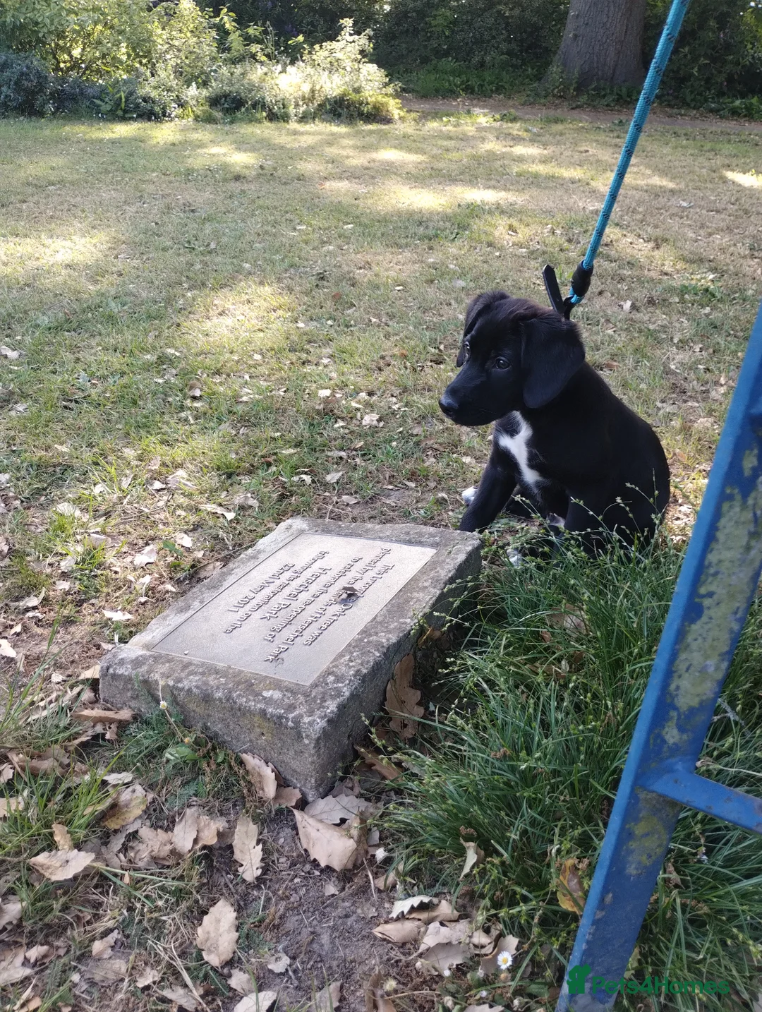 Mixed Breed dogs for sale: Miniature Marvel: 12-Week-Old Male Border Collie  - Advert 2