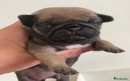 Pug dogs for sale:  Deep apricot multi champion pedigree pug puppies  in Bolton - Image 22
