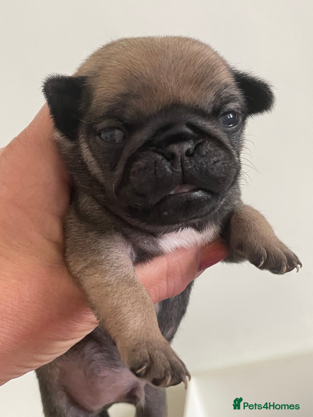 Pug dogs for sale:  Deep apricot multi champion pedigree pug puppies  in Bolton - Image 22