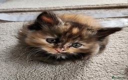 Ragdoll cats for sale: Beautiful Ragdoll Kittens  - Image 6