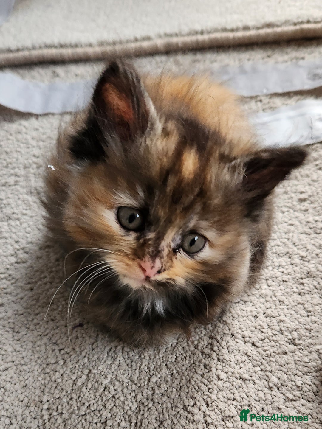 Ragdoll cats for sale: Beautiful Ragdoll Kittens  - Image 6