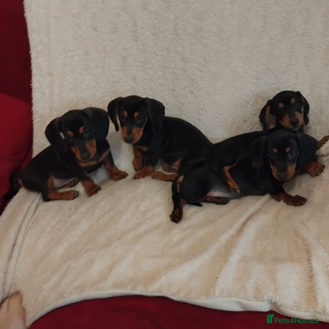 Dachshund dogs for sale: dachshund puppies for sale  - Image 4