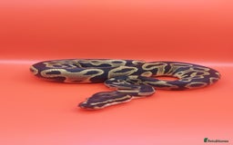 Python Snake reptiles for sale: Leopard yellowbelly het clown  - Image 2