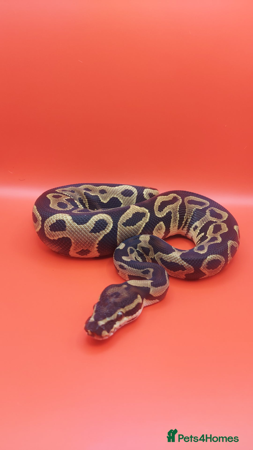 Python Snake reptiles for sale: Leopard yellowbelly het clown  - Image 2