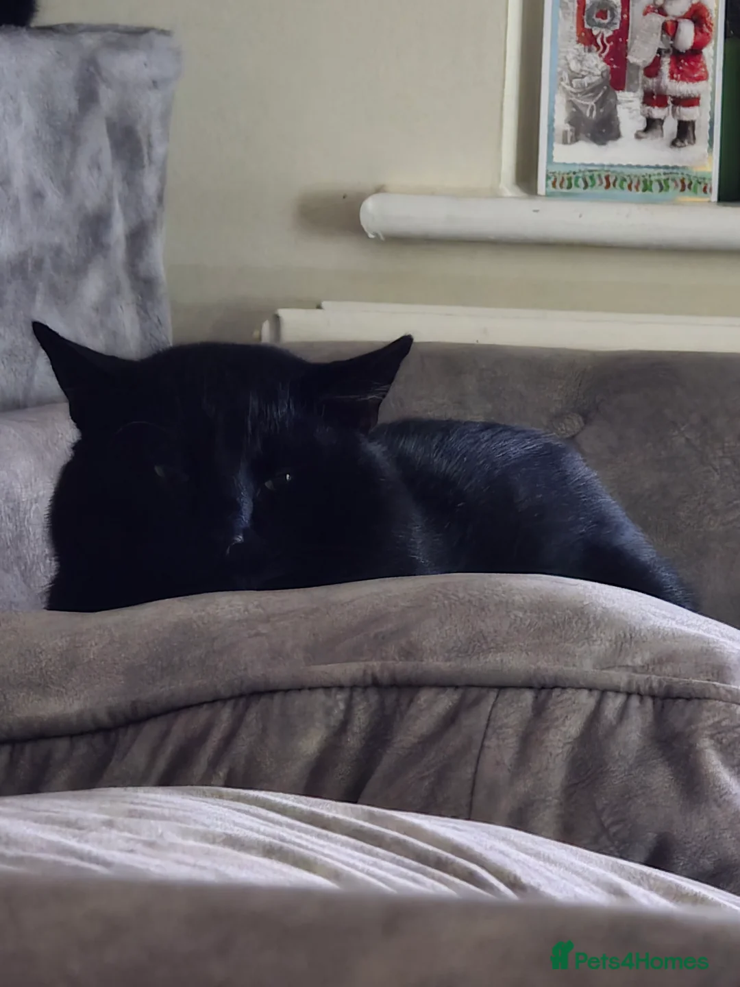 Domestic Shorthair cats for sale: 2 domestic shorthair cats, brothers, 3 years old - Advert 3