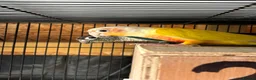 Conures birds for sale: Beautiful Breeding Pair of Conures   in Grays - Advert 1