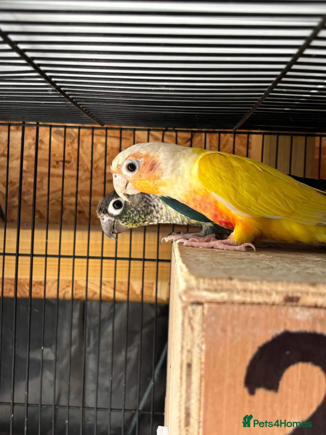 Conures birds for sale: Beautiful Breeding Pair of Conures   in Grays - Advert 1