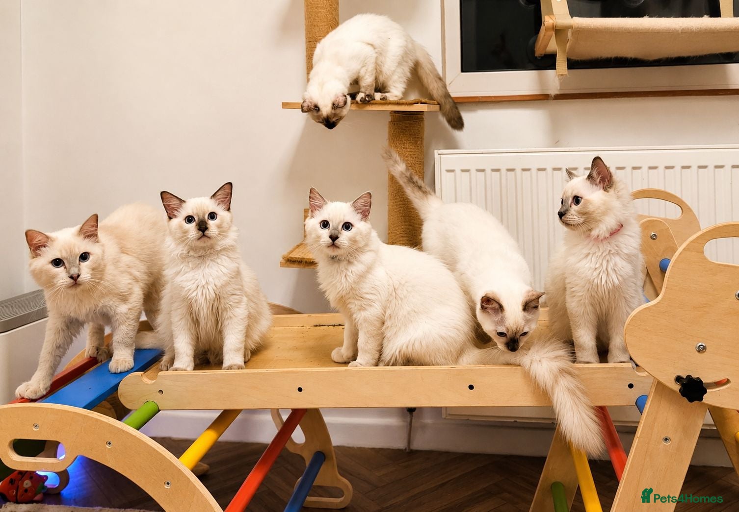 Ragdoll cats GCCF Show-Line Ragdolls - Fully Vacc & Ready Now - Advert 1