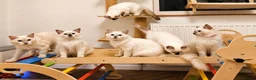 Ragdoll cats for sale: GCCF Show-Line Ragdolls - Fully Vacc & Ready Now - Advert 2