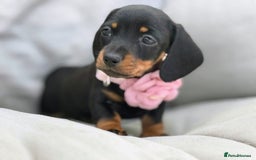 Miniature Dachshund dogs for sale: KC Reg Miniature Smooth Haired Dachshund Puppies - Image 4