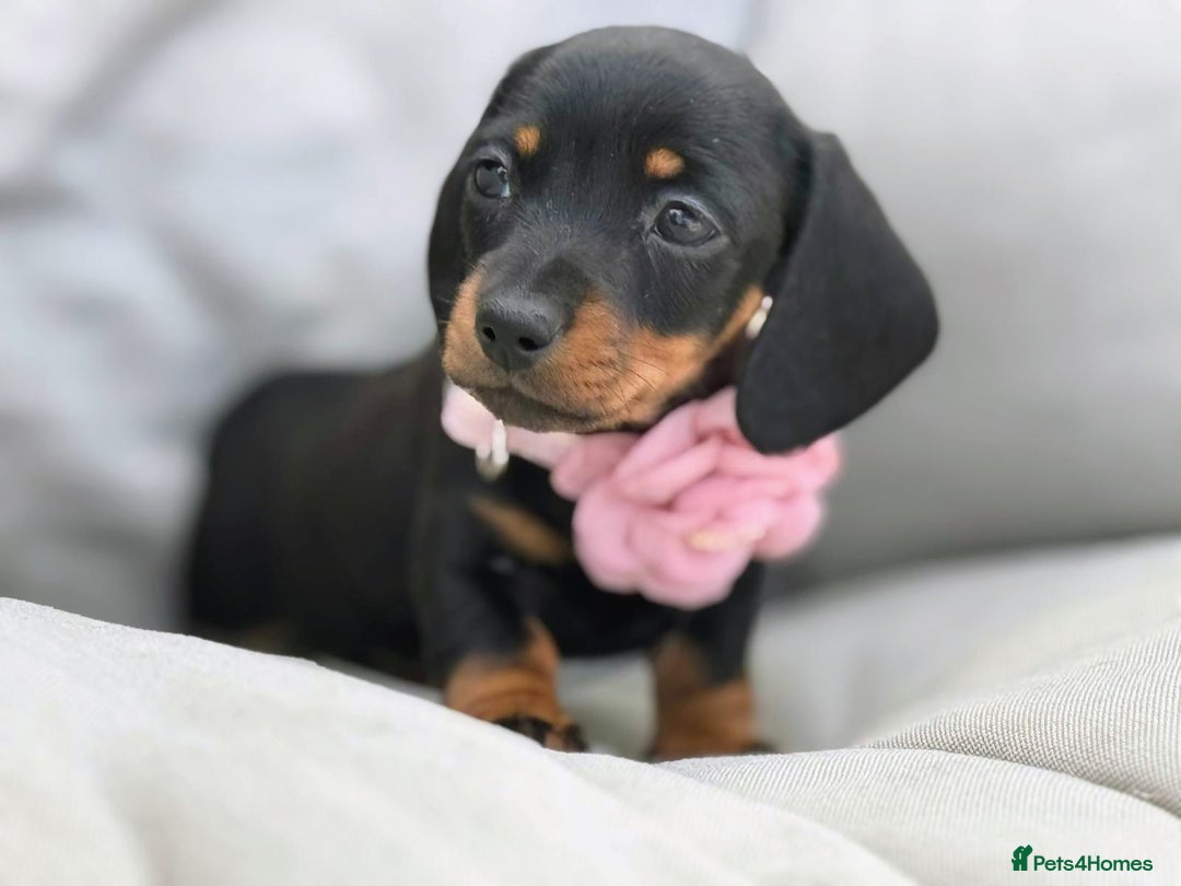 Miniature Dachshund dogs for sale: KC Reg Miniature Smooth Haired Dachshund Puppies - Image 4