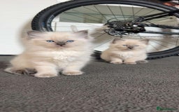 Ragdoll cats for sale: Ragdoll kittens for sale - Image 3