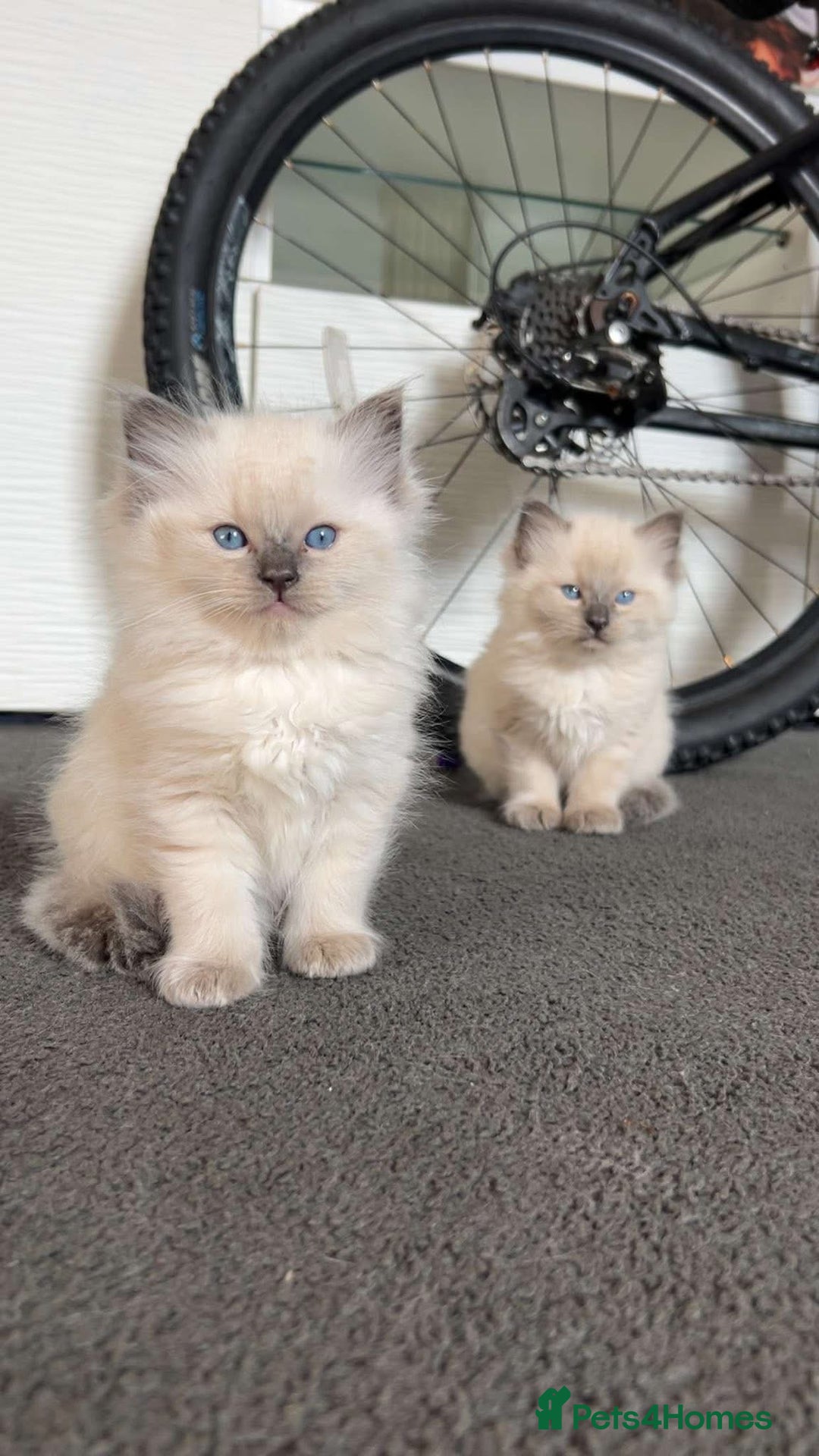 Ragdoll cats for sale: Ragdoll kittens for sale - Image 3