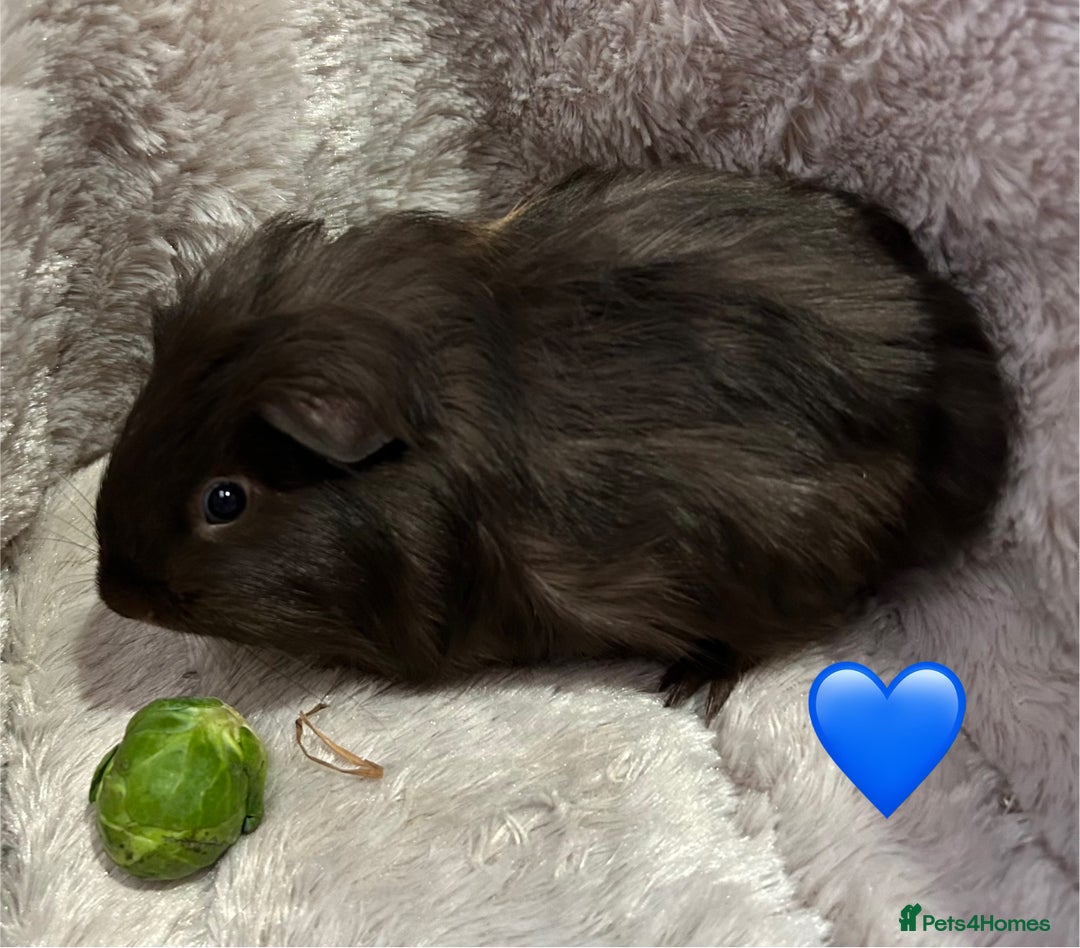 Guinea Pig rodents for sale: GORGEOUS BABY GUINEA PIGS - Advert 12