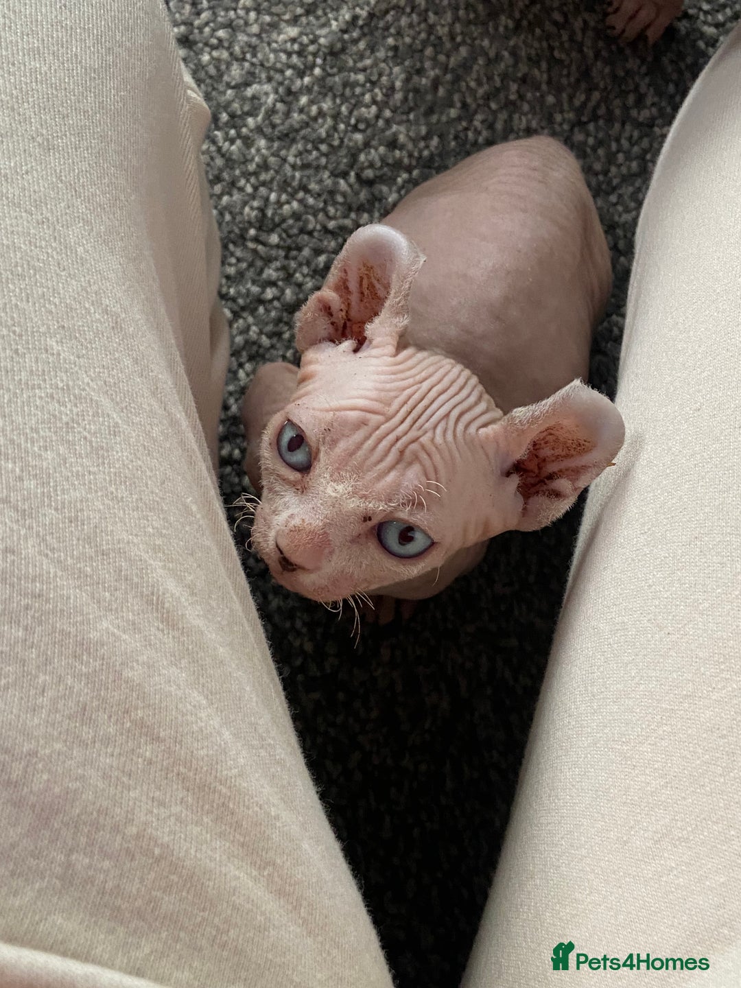 Sphynx cats for sale: Sphynx kittens for sale  - Image 20