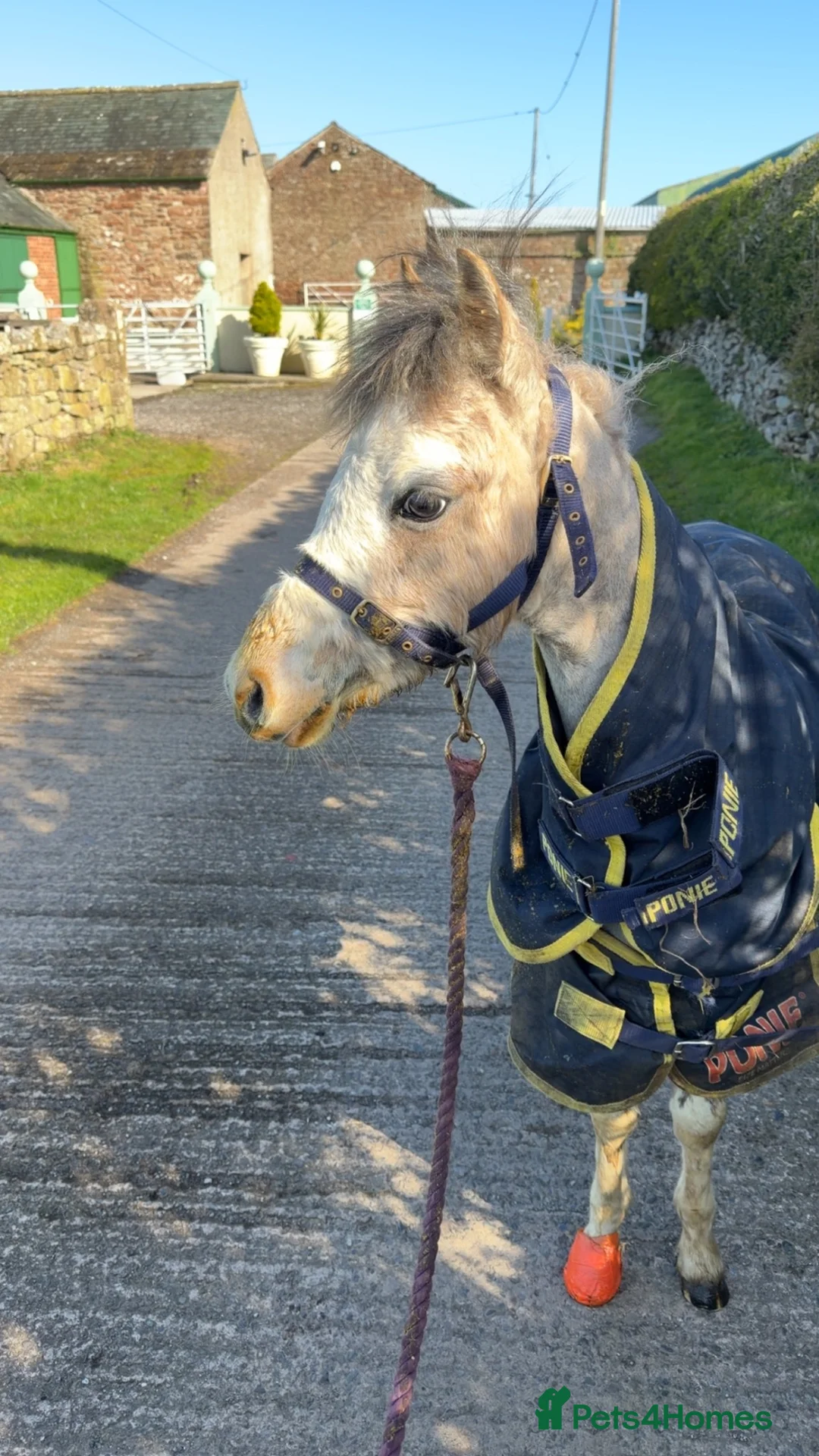 Welsh Section A horses for sale: Filly yearling  in Wigton - Advert 2