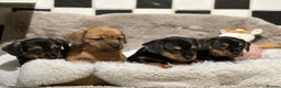 Mixed Breed dogs for sale: Stunning Norfolk terrier x miniature dachshund  - Advert 1