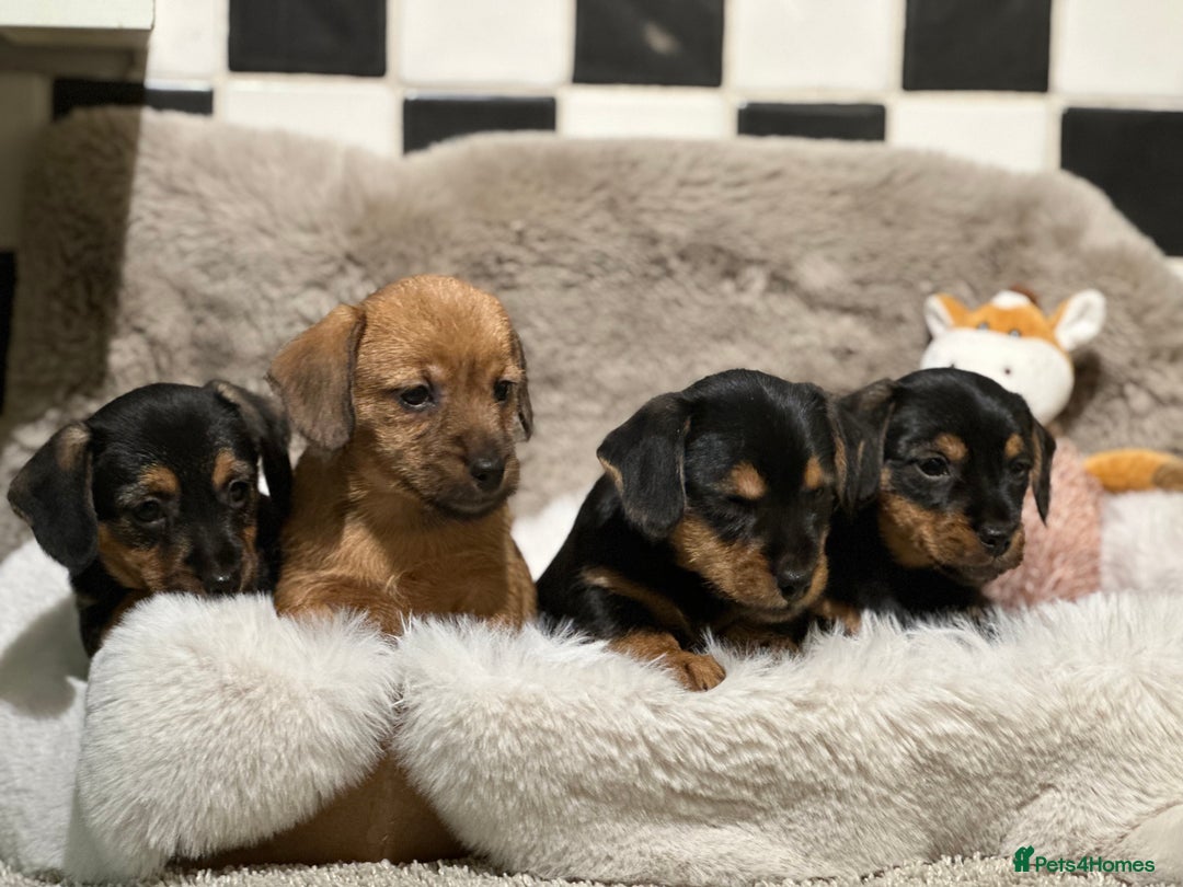 Mixed Breed dogs for sale: Stunning Norfolk terrier x miniature dachshund  - Advert 1