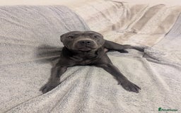 Staffordshire Bull Terrier dogs for sale: Blue female staff for sale  - Image 34