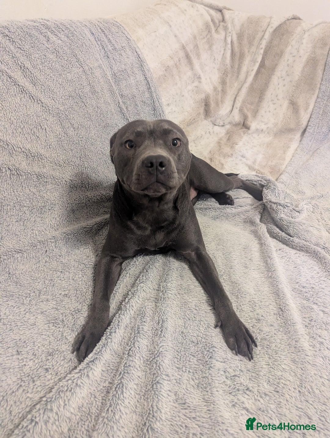 Staffordshire Bull Terrier dogs for sale: Blue female staff for sale  - Image 34