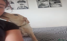 Labrador Retriever dogs for sale: 4 month old female golden labrador  - Image 6