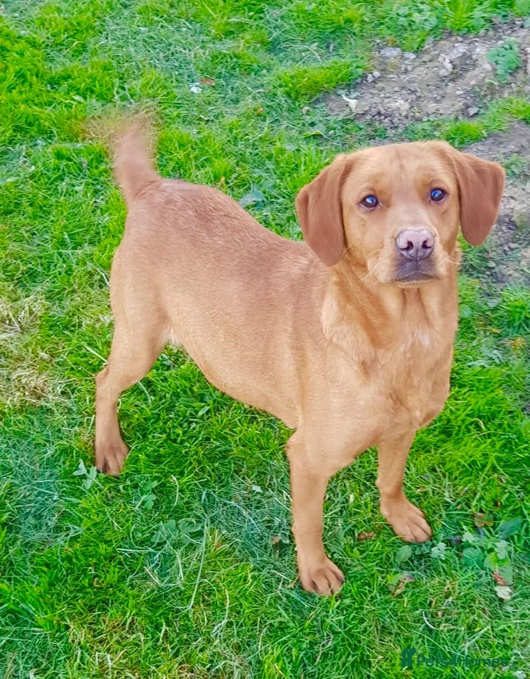 Labrador Retriever dogs for sale: KC LABRADOR PUPPIES - Advert 2