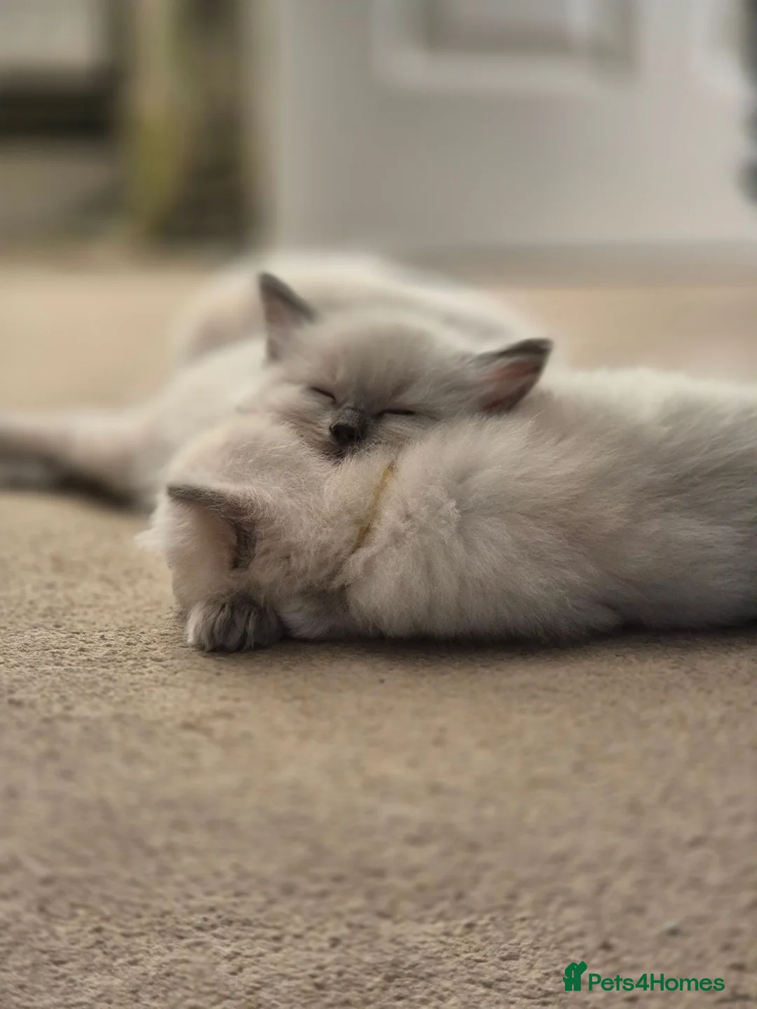 Ragdoll cats for sale: Ragdoll Kittens in Waterlooville - Advert 1