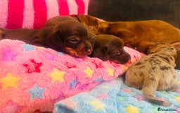 Miniature Dachshund dogs for sale: Stunning minature dachshund puppies - Image 32