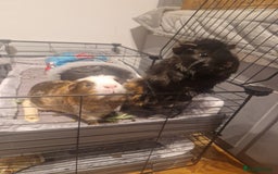 Guinea Pig rodents for sale: 2 Male Guinea Pigs for free - Image 3