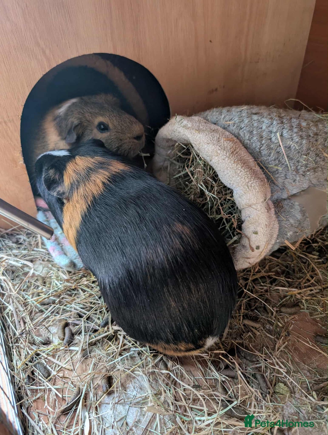 Guinea Pig rodents for sale: 2 Male Guinea Pigs looking for a loving home - Image 9