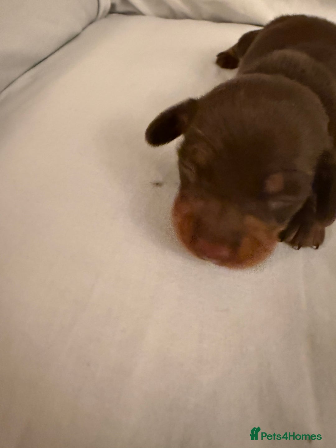 Dachshund dogs for sale: Miniature Dachshund puppies for sale - Advert 35