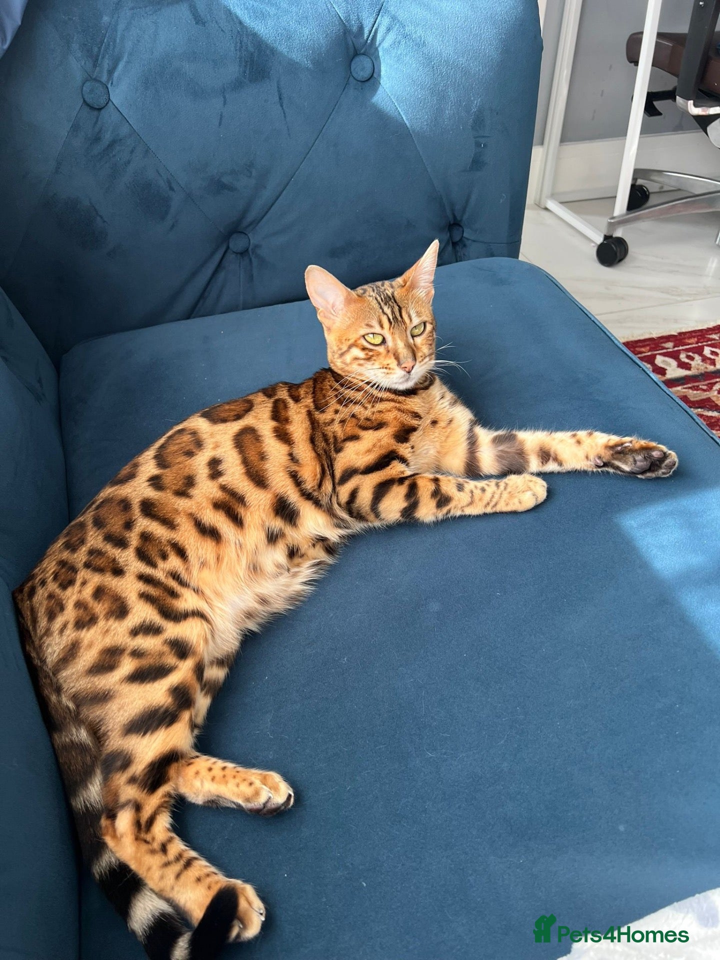 Bengal cats for sale: Friendly & Sociable Bengal Male Kitten - Advert 1