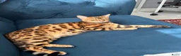 Bengal cats for sale: Friendly & Sociable Bengal Male Kitten - Advert 1