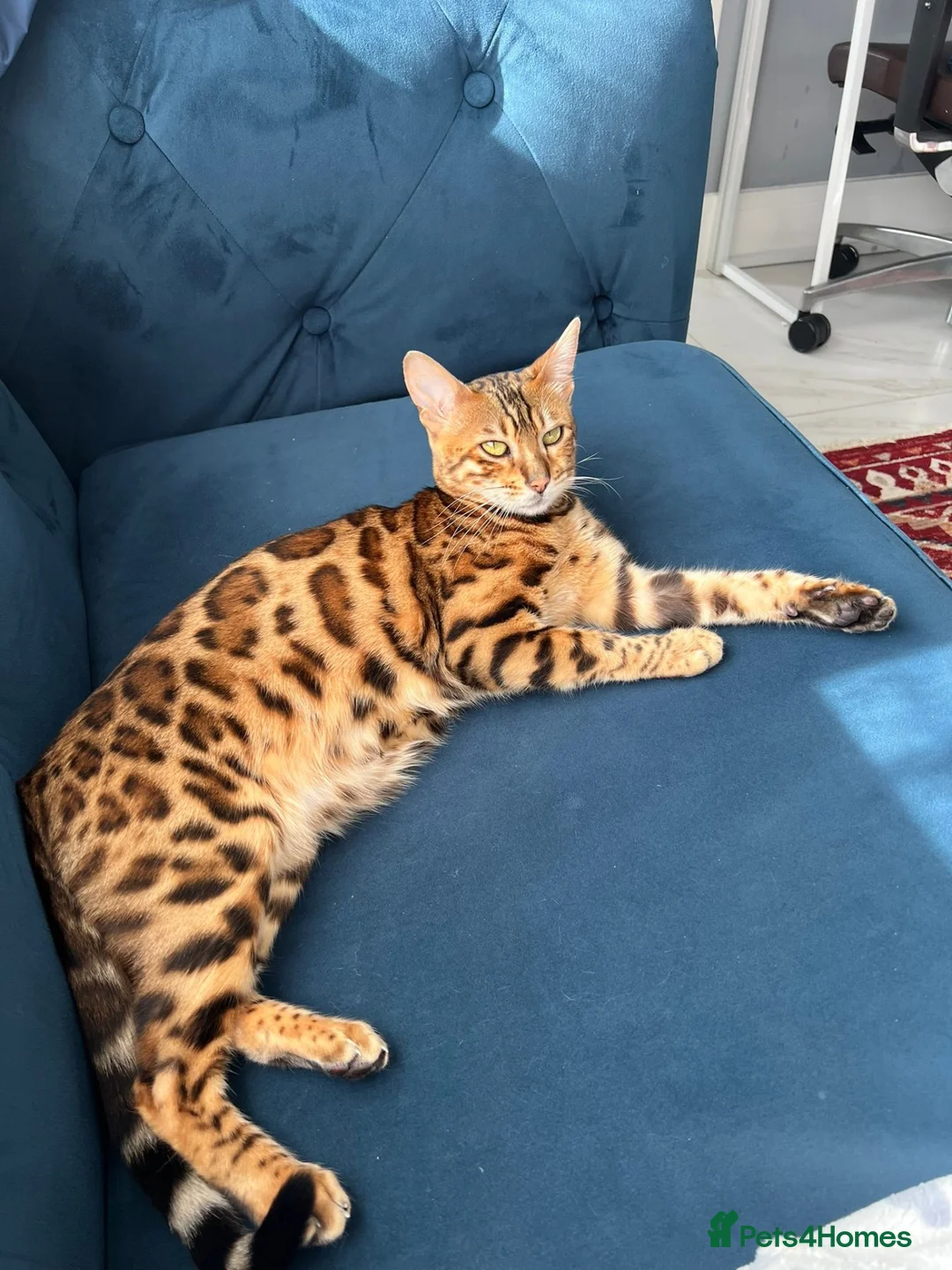Bengal cats for sale: Friendly & Sociable Bengal Male Kitten - Advert 1