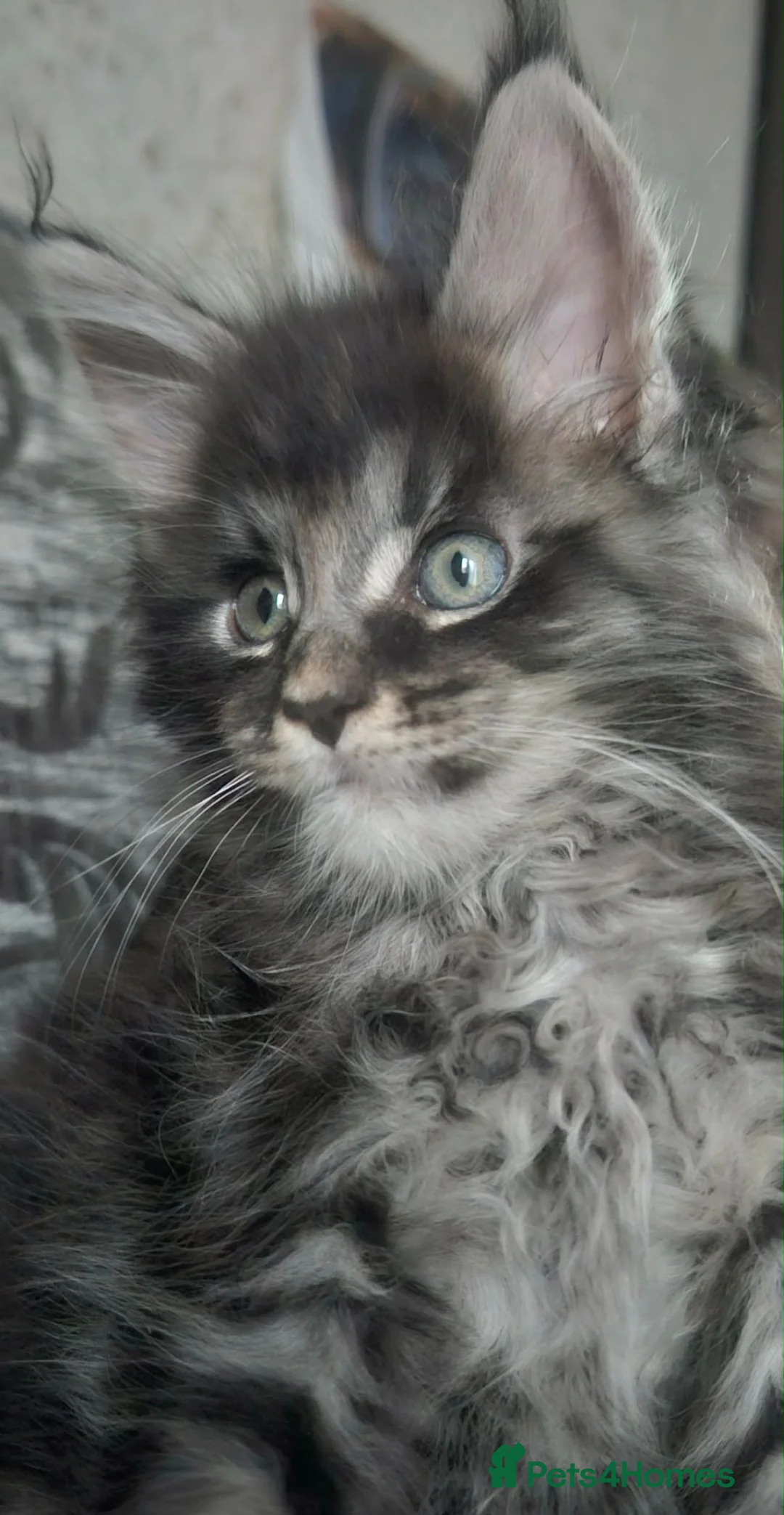 Maine Coon cats for sale: Two beautiful Maine Coon kittens in West Bromwich - Advert 2