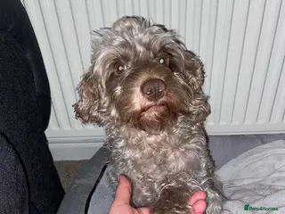 Cockapoo dogs Male cockapoo - Advert 1