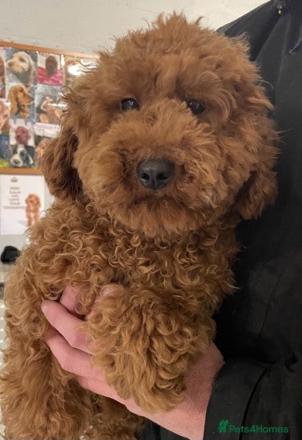 Cockapoo dogs for sale: 🌟 Stunning F1 cockapoo puppies 🌟 - Advert 10
