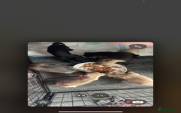 Pug dogs for sale: 4 beautiful pugs for sale 1 boy 3 girls  - Image 6