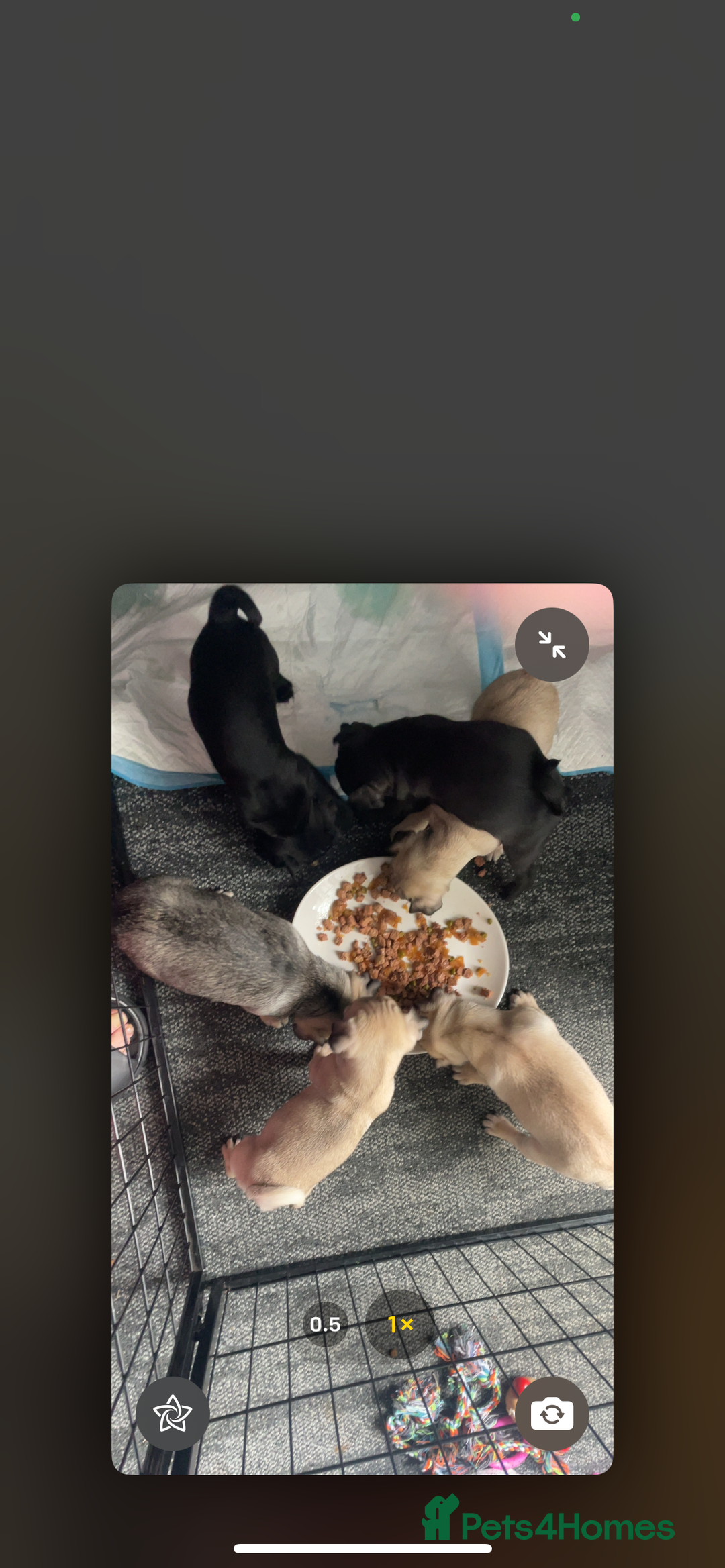 Pug dogs for sale: 4 beautiful pugs for sale 1 boy 3 girls  - Image 6