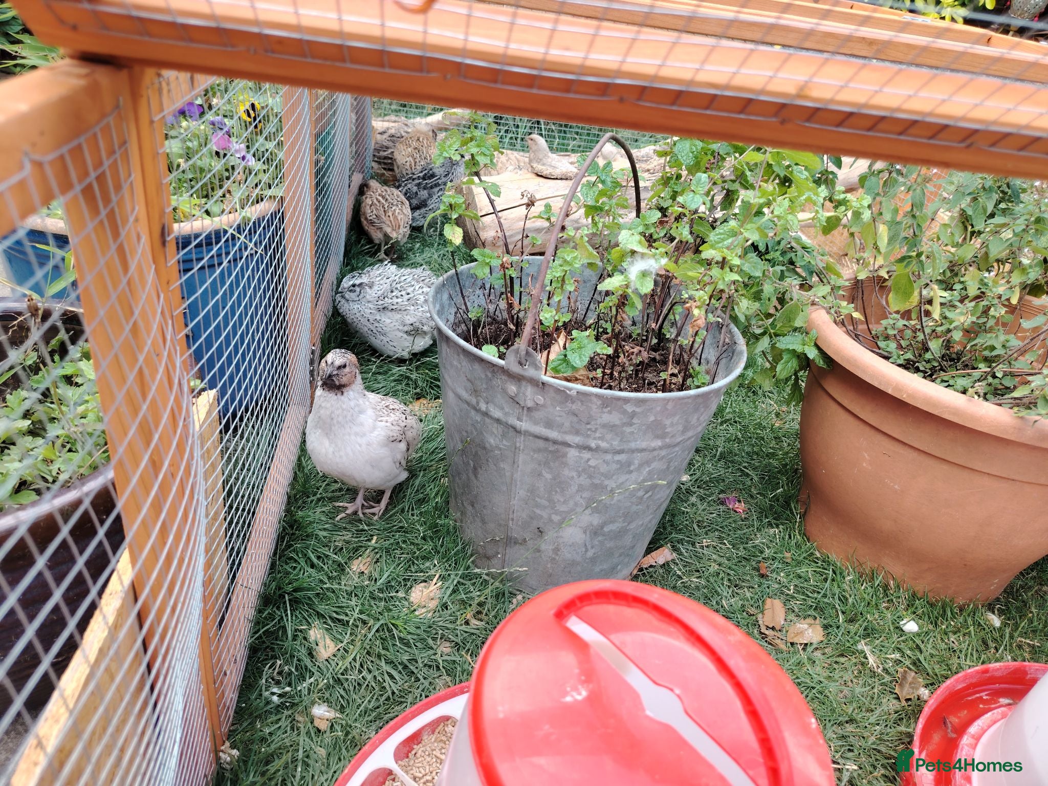 Quail poultry Mixed Colour Male Coturnix Quails - Advert 2