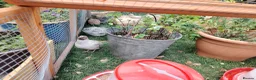 Quail poultry for sale: Mixed Colour Male Coturnix Quails - Advert 1