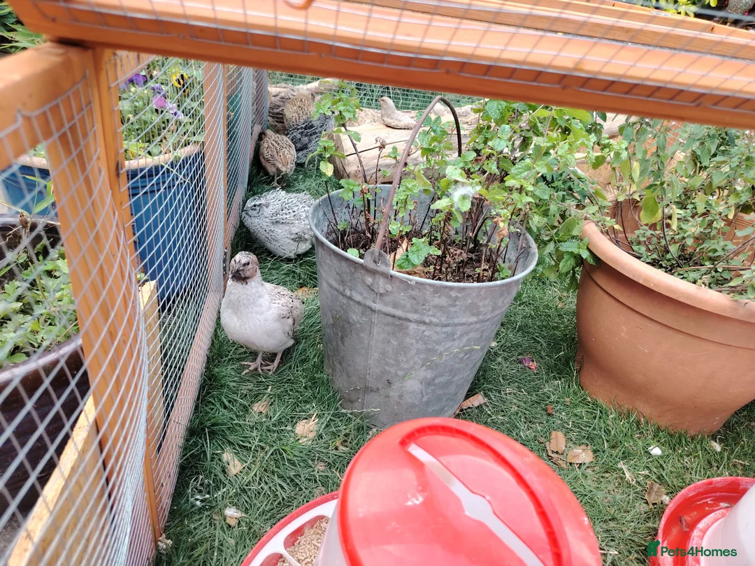 Quail poultry for sale: Mixed Colour Male Coturnix Quails - Advert 1